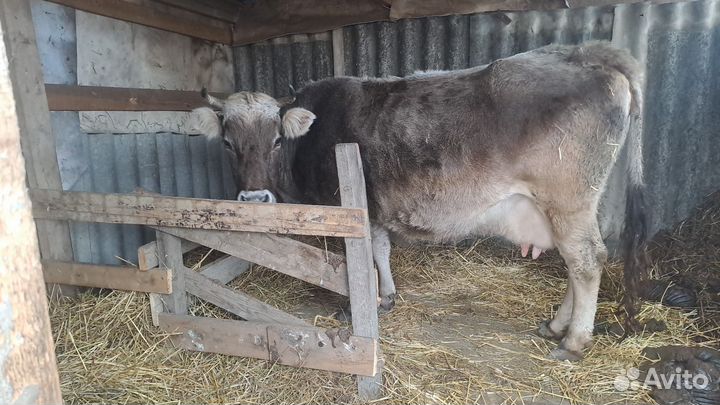 Высокоудойная корова