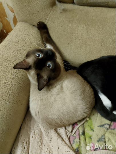 Котята ищут дом или передержку