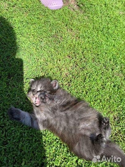 Котята вислоухие в добрые руки бесплатно