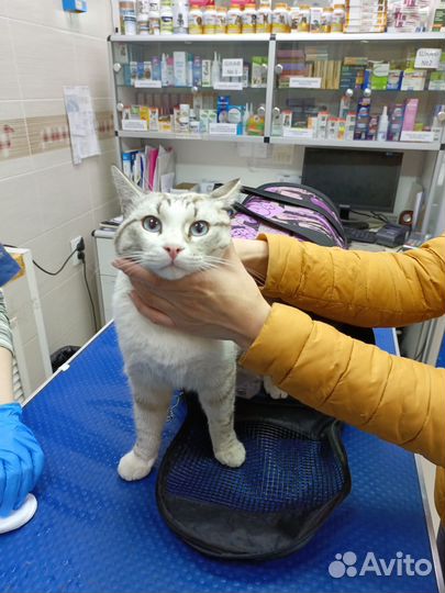 Молодой котик