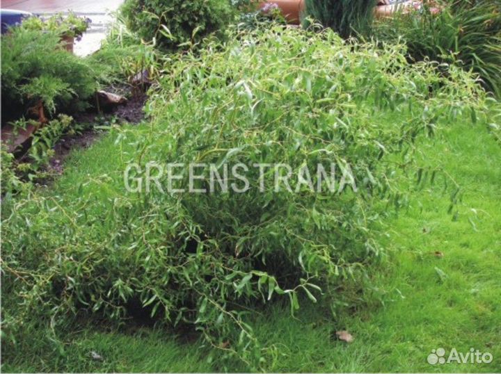 Ива пурпурная Нана/С10 60-80 см