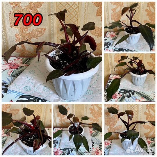 Филодендрон Нью Ред,Тортум,сквамифермум