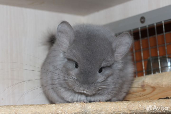 Шиншилла Фиолетовая ангора мальчик