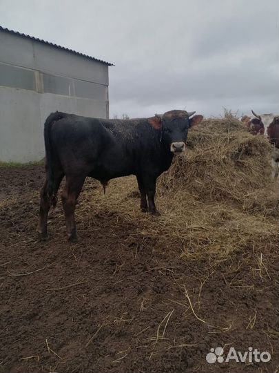 Бык и телка