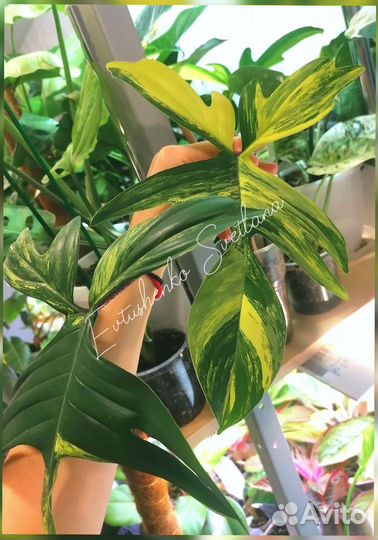 Филодендрон magic mask