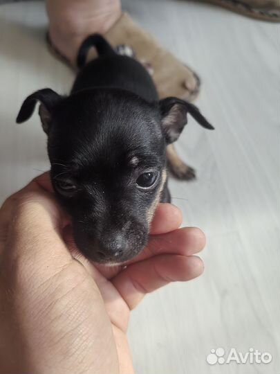 Той-терьер щенки