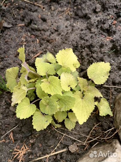 Мята,Лаванда,Овсяница,Душица,Тимьян,Шалфей,Астра