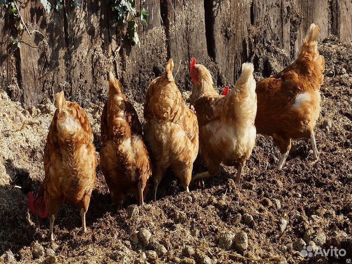 Навоз и перегной в Калининграде