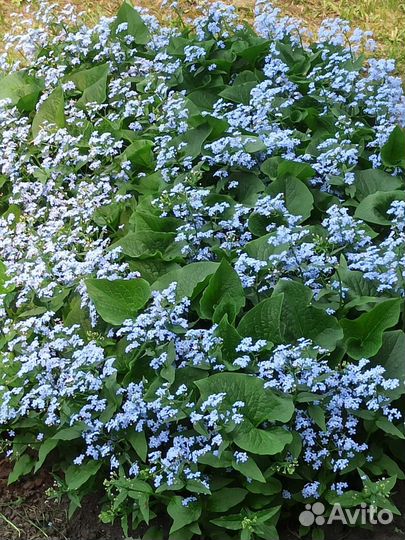 Незабудка саженцы или большим кустом