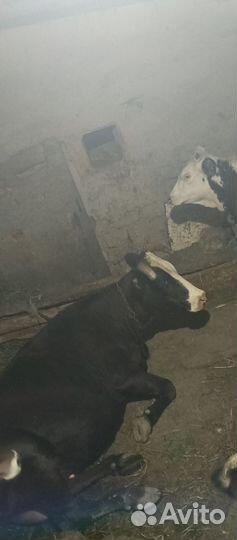 Корова и годовалая тёлка