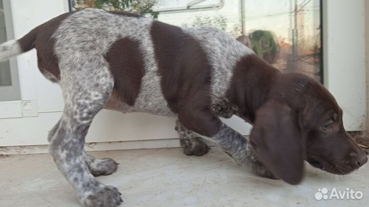 Щенки Курцхаара