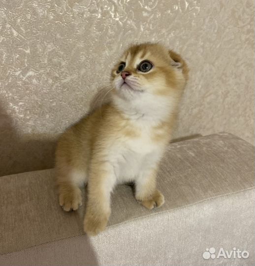 Шотландская вислоухая кошечка