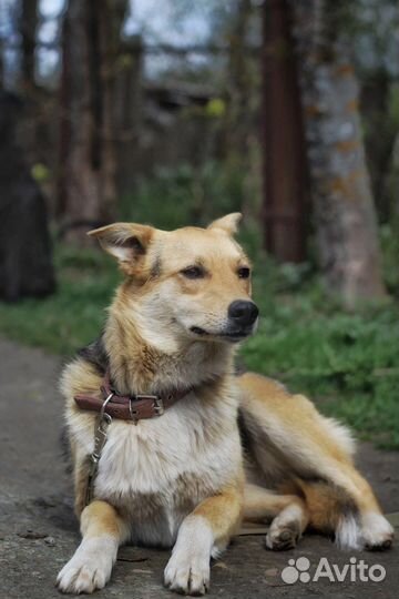 Собака в добрые руки