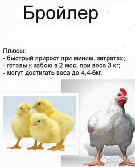 Инкубационное яйцо Кобб Чехия Словакия