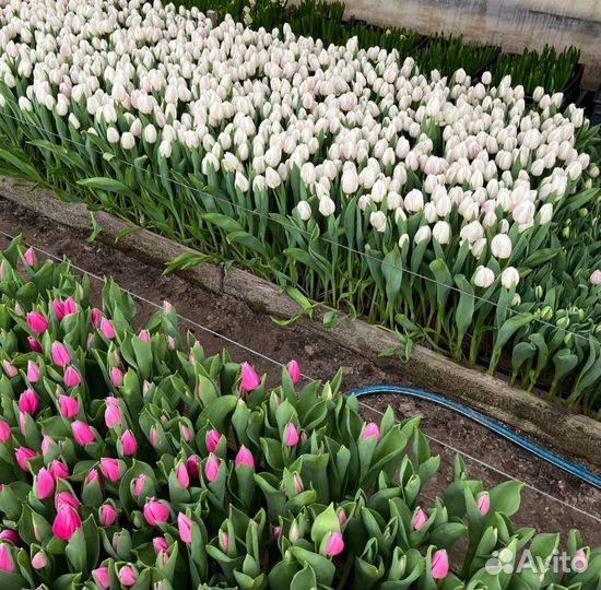Луковицы тюльпана 10/11/12+ опт