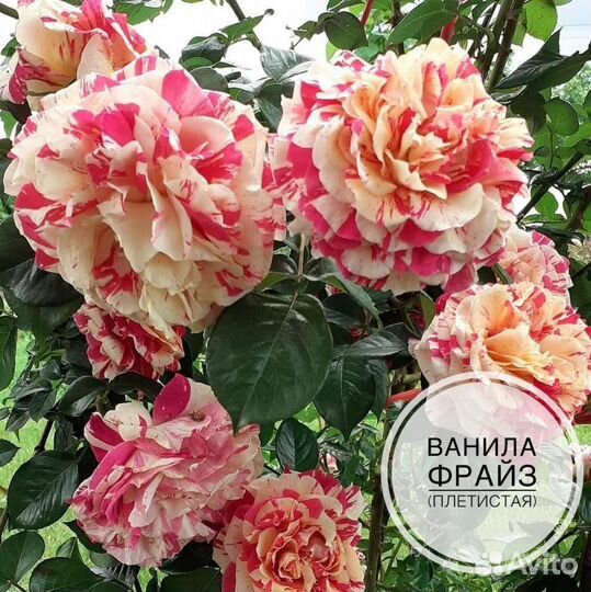 Саженцы плетистых роз