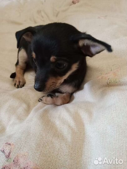 Той-терьер щенки