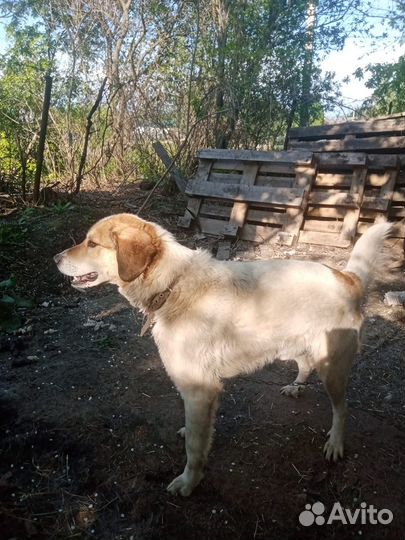 Отдам собаку, взрослый пес