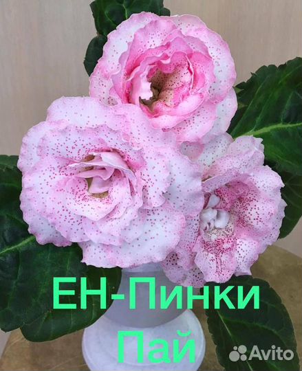 Глоксиния детки 21 сорт