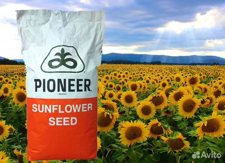 Семена подсолнечника Пионер Гибриды самара
