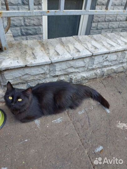 Кошка в дар бесплатно 1 год