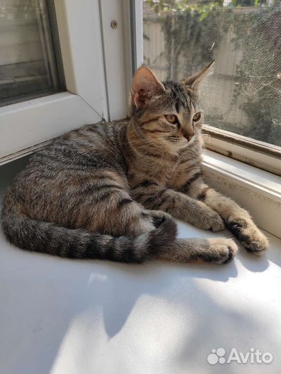 Котёнок девочка