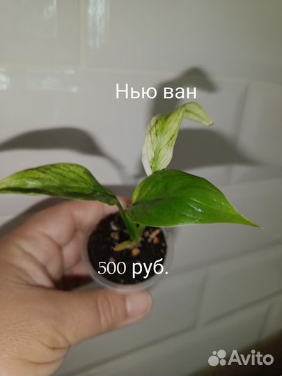 Сортовые спатифиллумы