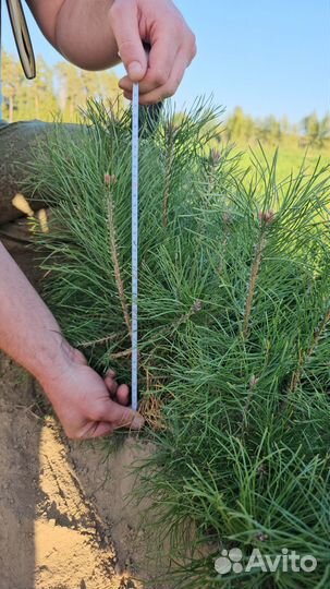 Саженцы сосны окс