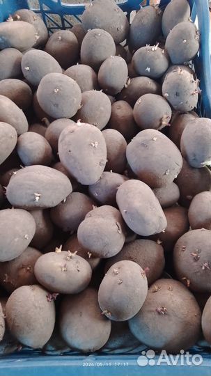 Семенной картофель