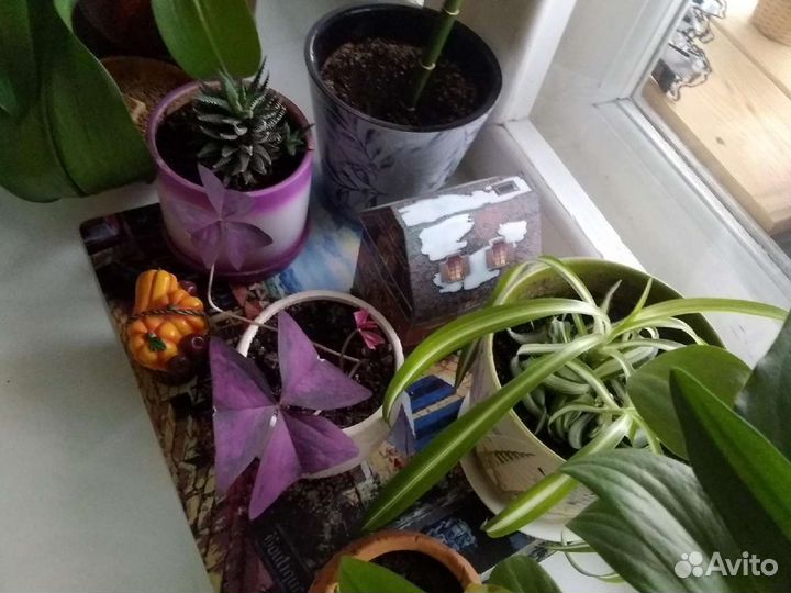 Комнатные цветы