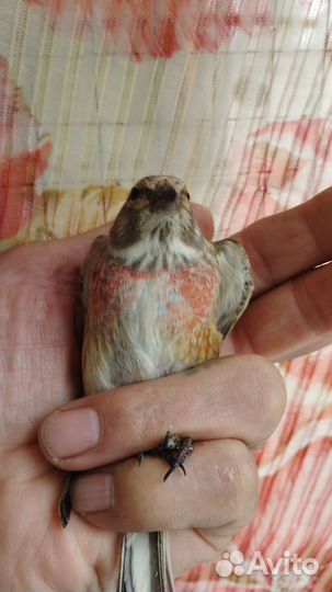 Певчие птицы