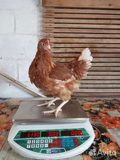 Куры молодки несушки доминант