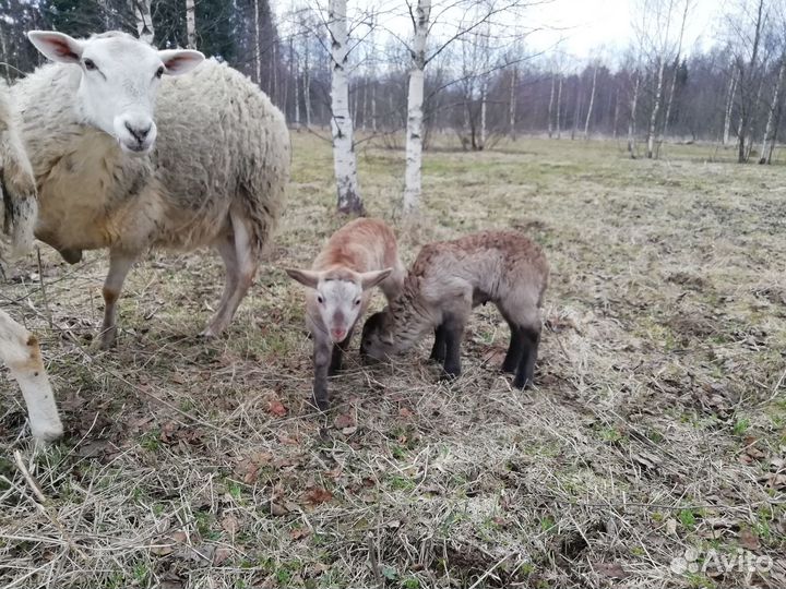 Катумский баран
