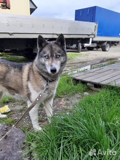Сибирский хаски