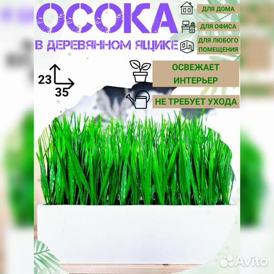Осока в ящике