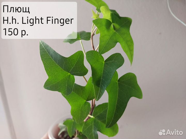 Декоративно-лиственные растения