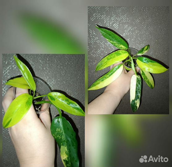 Филодендроны