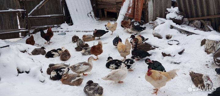 Продам индо-уток