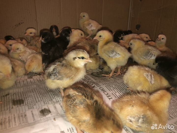 Цыплята разных возрастов