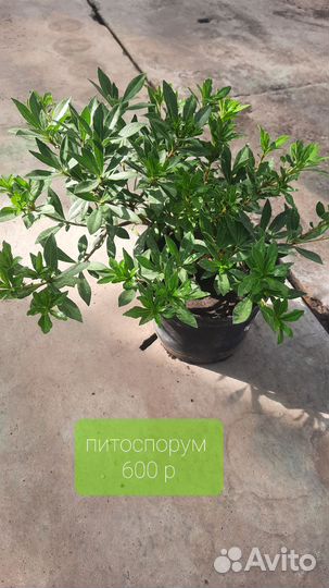 Комнатные растения цветы