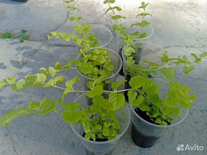 Вербейник монетчатый золотой Бронь