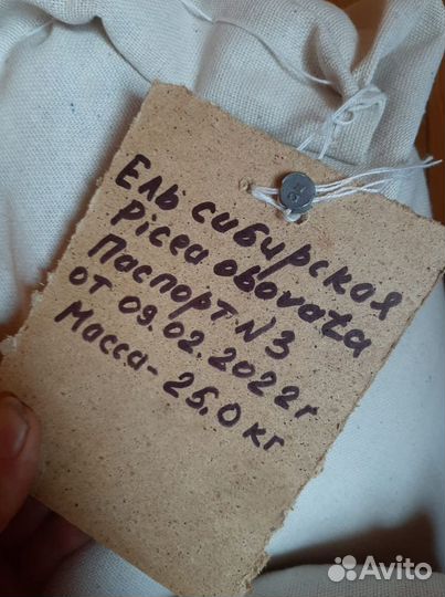 Семена ели обыкновенной