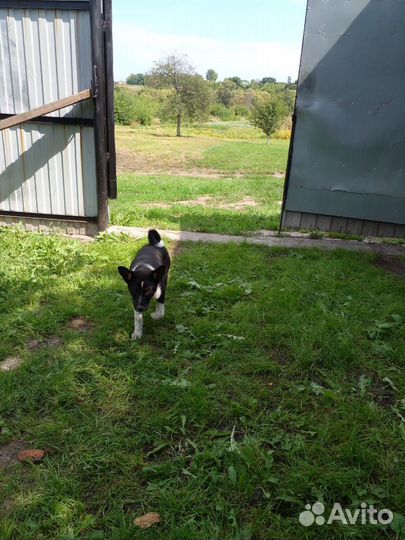 Отдам щенка в добрые руки