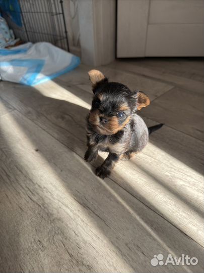 Йоркширский терьер девочка и мальчик