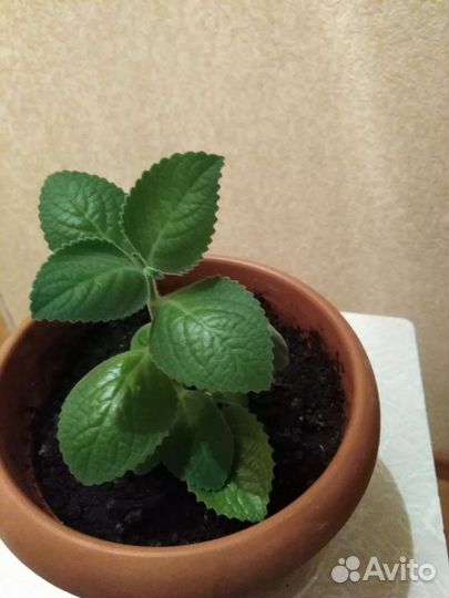 Каланхоэ, алоэ. Мяту забрали