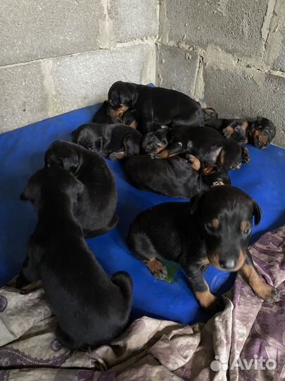 Щенки добермана