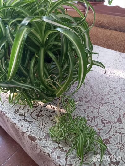 Хлорофитум