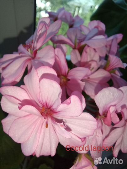 Сортовая пеларгония