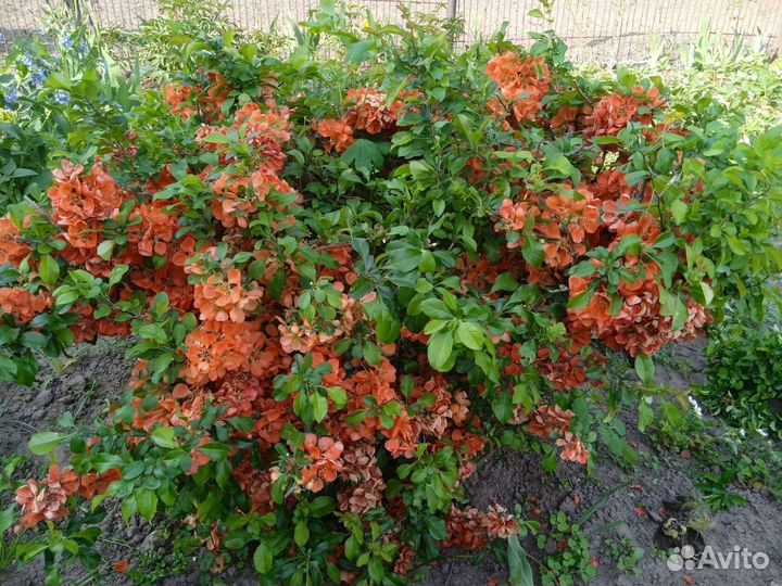Многолетний кустарник. Айва