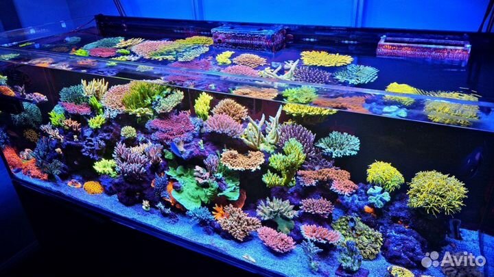 Морской Аквариум